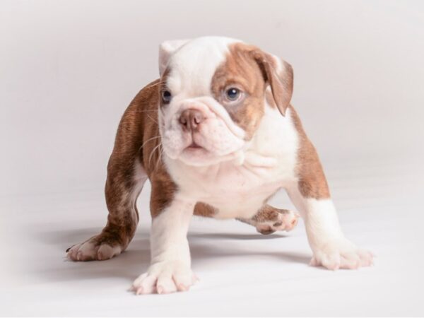 English Bulldog Dog Male Red Brindle and White 20461 Petland Topeka, Kansas