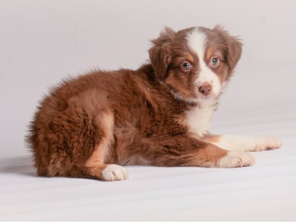 Miniature Australian Shepherd Dog Female Red 20458 Petland Topeka, Kansas