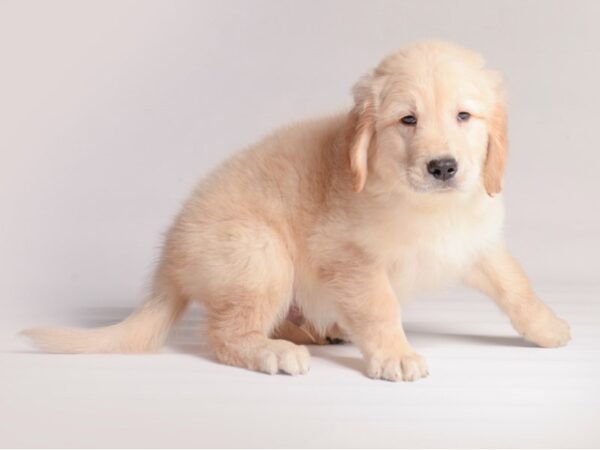 Golden Retriever Dog Male Light Golden 20454 Petland Topeka, Kansas