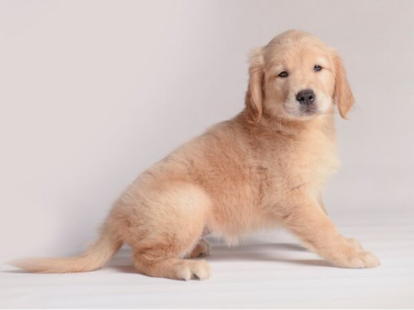 Golden Retriever Dog Female Light Golden 20453 Petland Topeka, Kansas