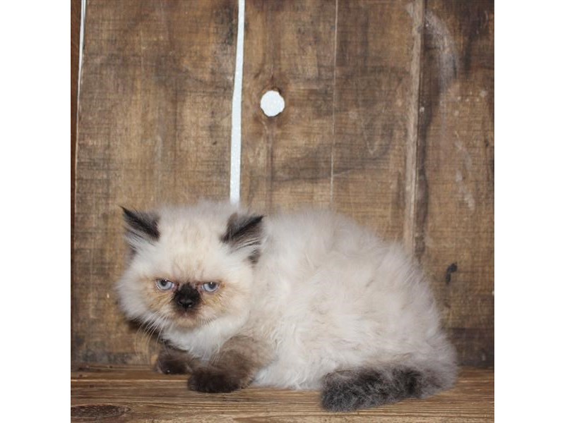 Seal Point Himalayan Doll Face