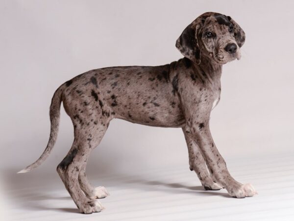 Great Dane Dog Female Blue Merle 20474 Petland Topeka, Kansas