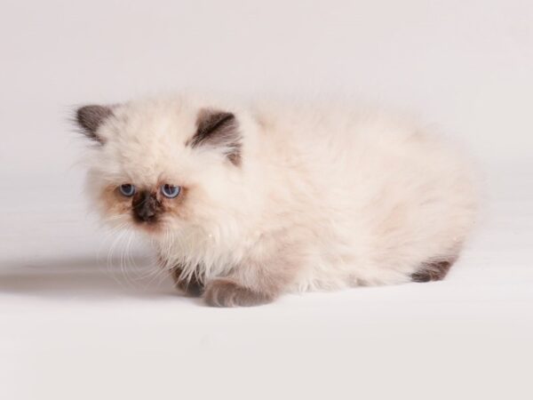 Persian-Cat-Male-Seal Point-20469-Petland Topeka, Kansas