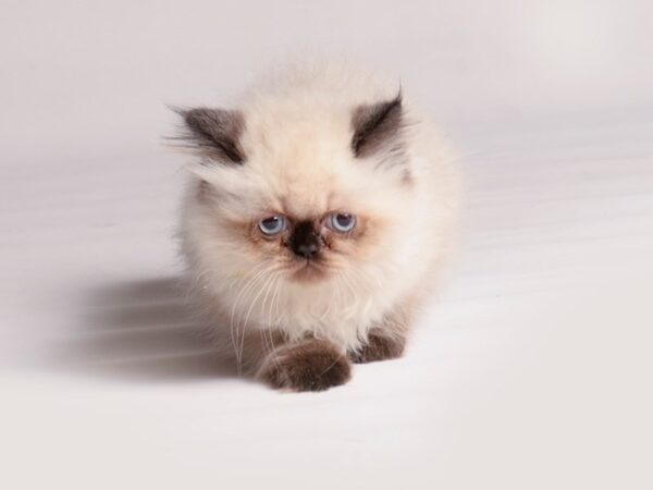 Persian-Cat-Female-Seal Point-20466-Petland Topeka, Kansas