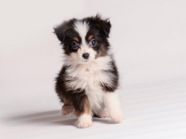 Toy Australian Shepherd Dog Female Black 20459 Petland Topeka, Kansas