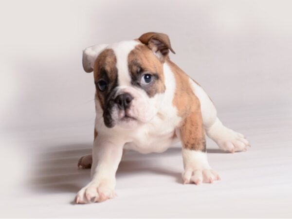 English Bulldog-Dog-Female-Brindle and White-20476-Petland Topeka, Kansas