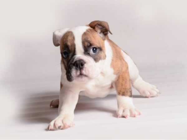 English Bulldog Dog Female Brindle and White 20476 Petland Topeka, Kansas