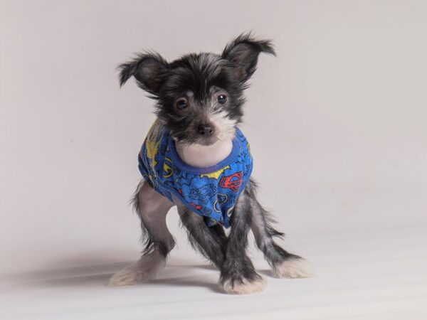 Chinese Crested-Dog-Female-Black and White-20493-Petland Topeka, Kansas