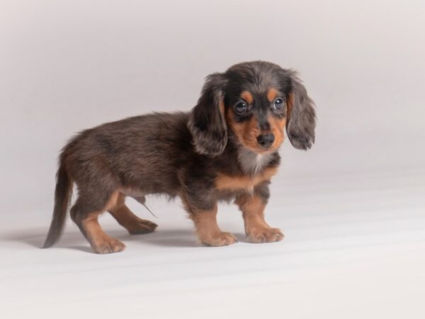 Dachshund Dog Male Blk & Tan Dpl 20489 Petland Topeka, Kansas