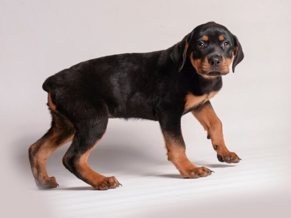 Rottweiler Dog Female Black / Tan 20480 Petland Topeka, Kansas