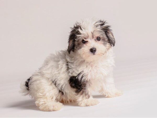 [#20352] Black / Tan Female Morkie Puppies for Sale