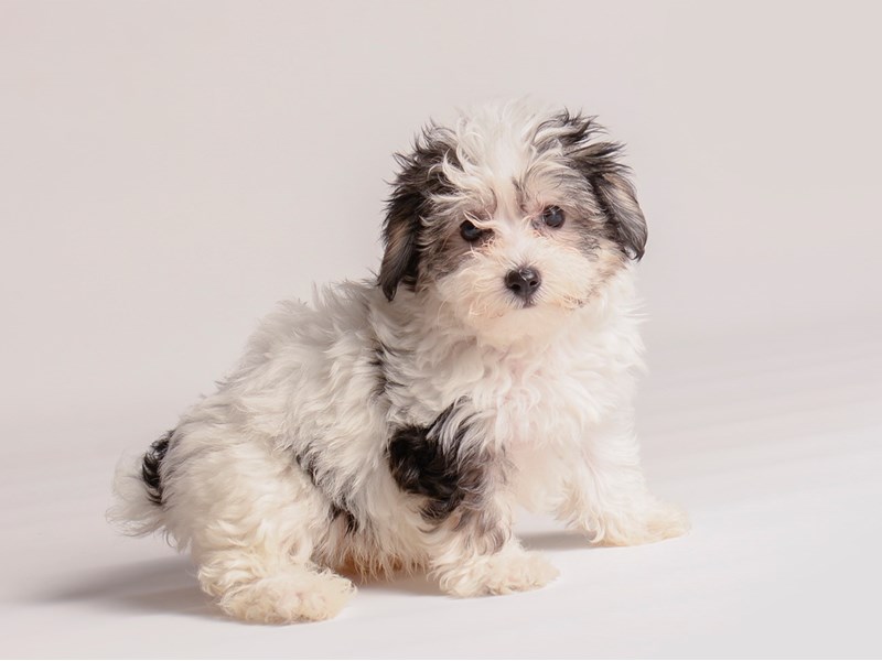 Morkie - 20352 Image #1