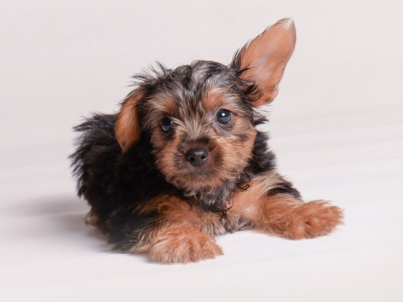 Yorkshire Terrier - 20372 Image #1