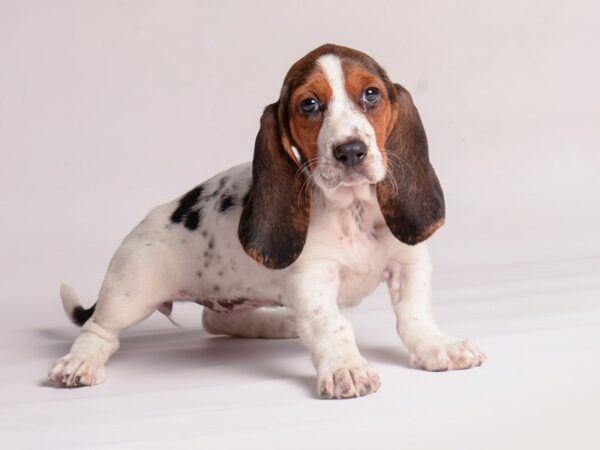 [#20366] Black White / Tan Female Basset Hound Puppies for Sale