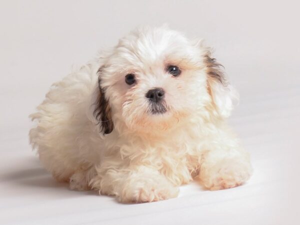[#20380] Brown / White Female Teddy Bear Puppies for Sale
