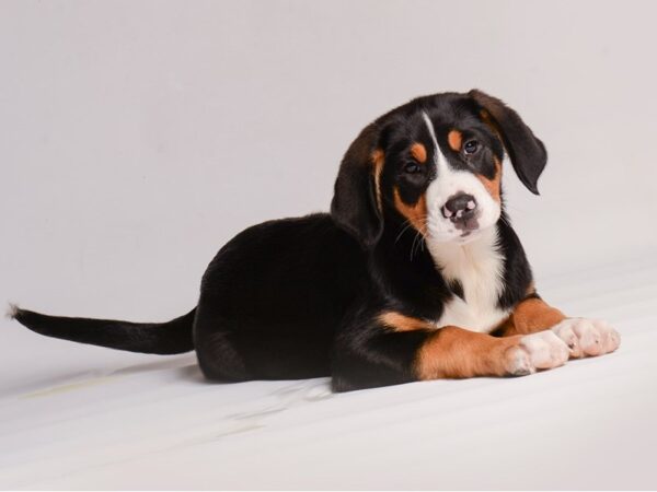 Greater Swiss Mountain Dog Dog Female Black, White / Red 20440 Petland Topeka, Kansas