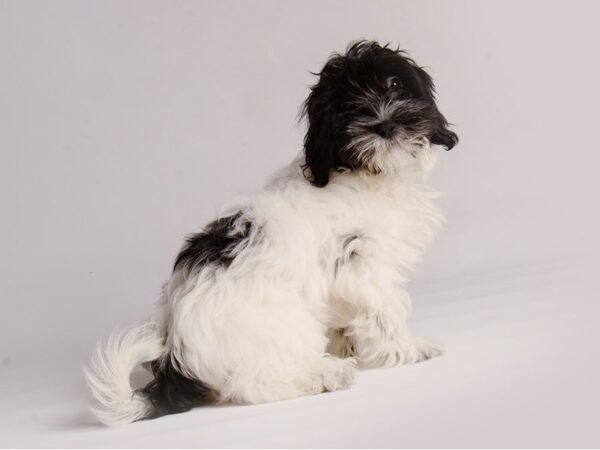 Havanese Dog Female Black / White 20432 Petland Topeka, Kansas