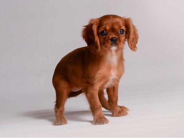 Cavalier King Charles Spaniel Dog Female Ruby 20427 Petland Topeka, Kansas