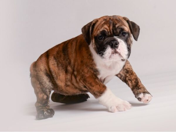 [#20420] Brindle and White Female English Bulldog Puppies for Sale