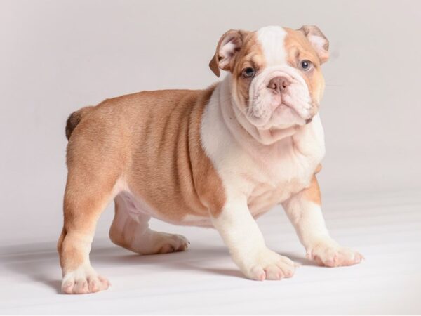 [#20463] Fawn and White Male English Bulldog Puppies for Sale