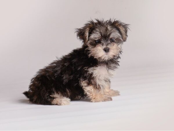 [#20460] Black / Tan Male Morkie Puppies for Sale