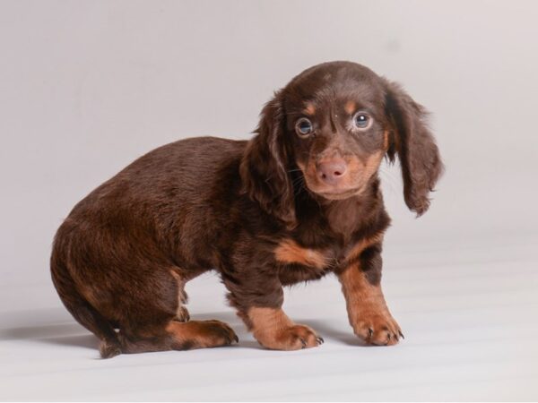 Dachshund-Dog-Male-Chocolate / Tan-20451-Petland Topeka, Kansas