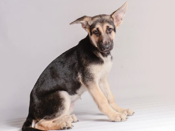 [#20411] Black / Tan Female German Shepherd Dog Puppies for Sale