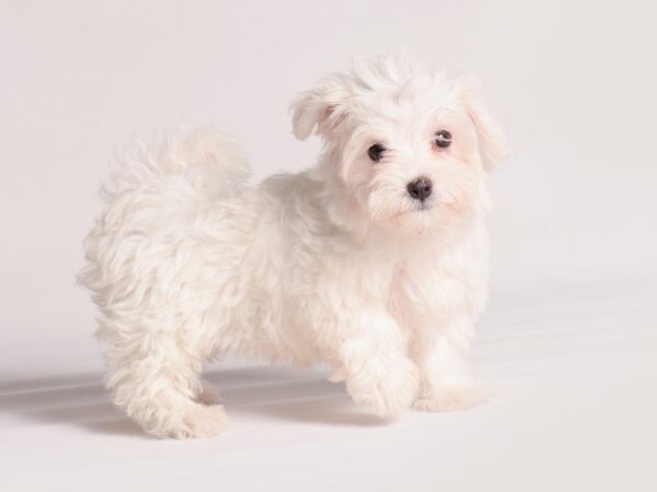 Maltese-Dog-Female-White-20475-Petland Topeka, Kansas