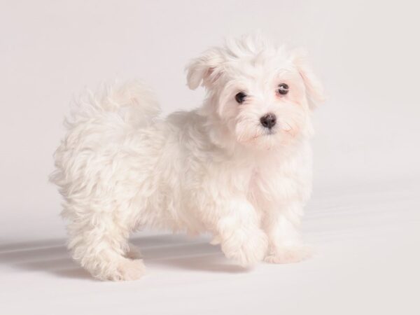 Maltese Dog Female White 20475 Petland Topeka, Kansas