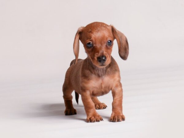[#20471] Wildboar Female Dachshund Puppies for Sale