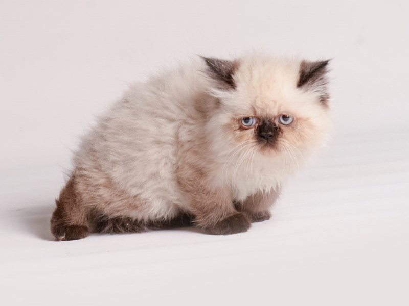 Persian - 20468 Image #1