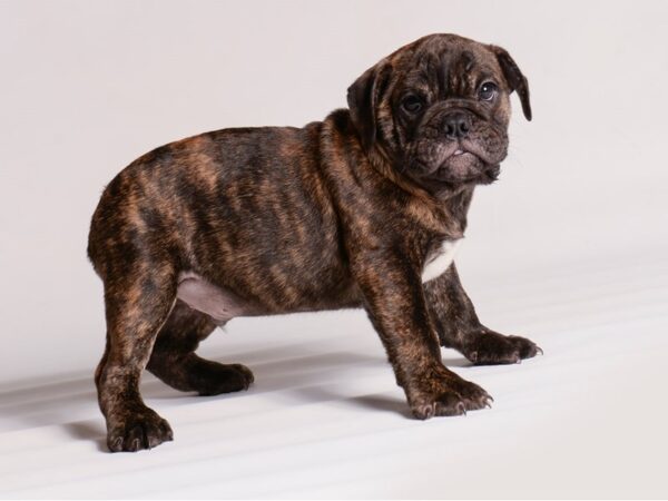 Bulldog/Mini Bulldog Dog Male Brindle 20472 Petland Topeka, Kansas