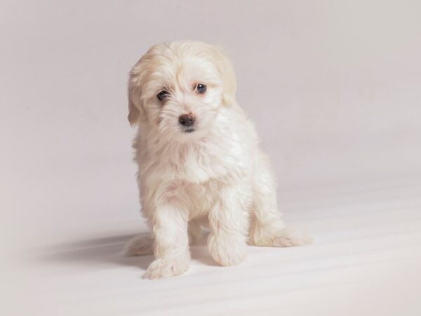 Chinese Crested-Dog-Female-Cream-20492-Petland Topeka, Kansas