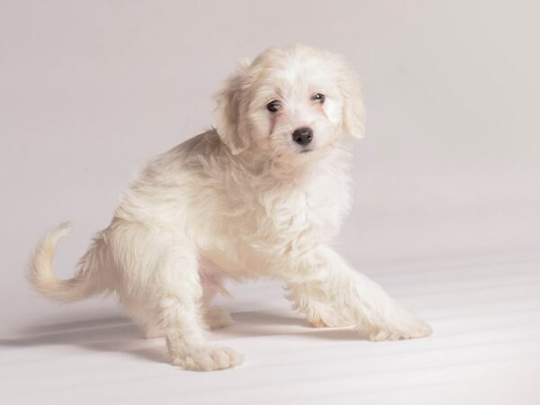[#20491] Cream Male Chinese Crested Puppies for Sale