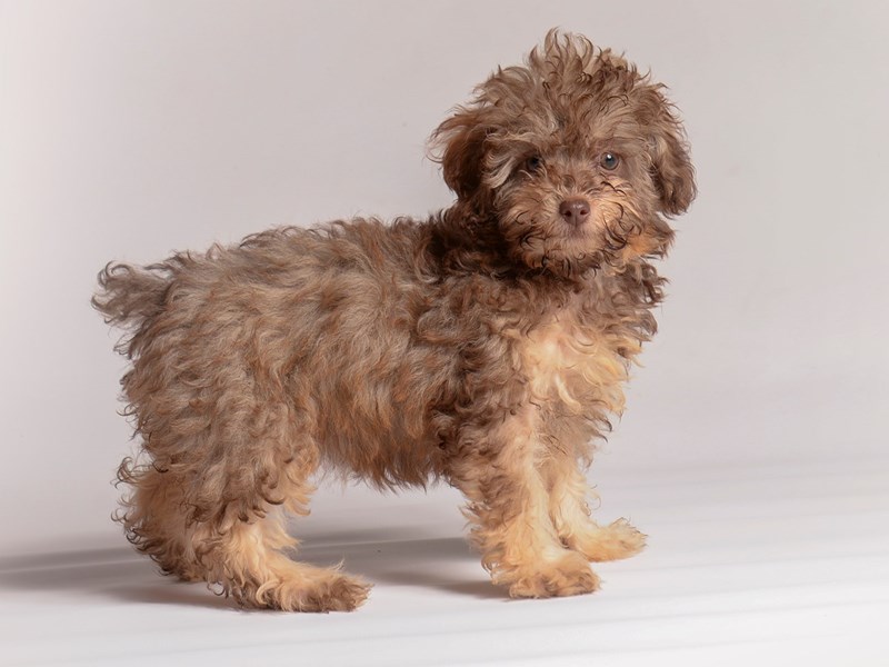 Poodle - 20485 Image #1