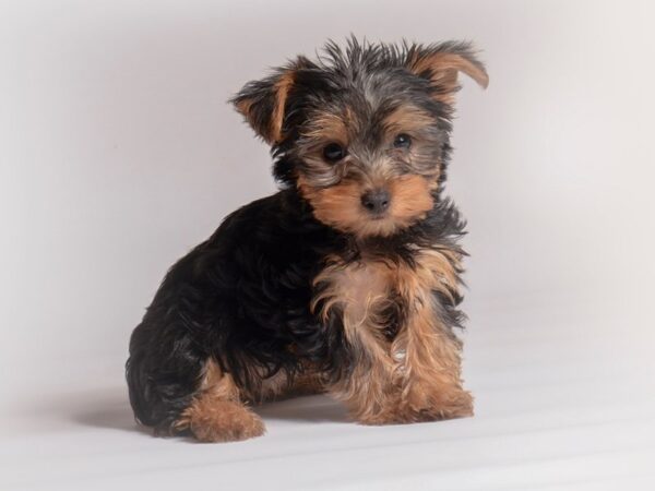 Yorkshire Terrier Dog Female Black / Tan 20482 Petland Topeka, Kansas