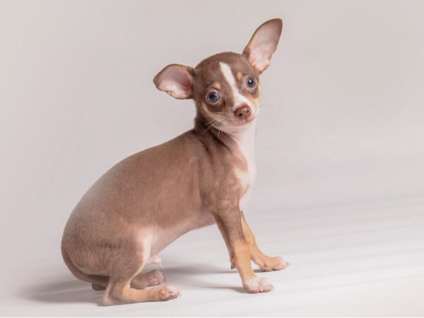 [#20488] Chocolate Tri Male Chihuahua Puppies for Sale