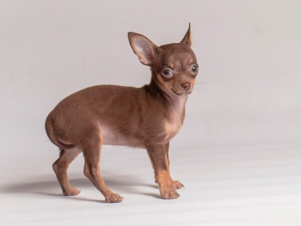 [#20487] Chocolate Tri Female Chihuahua Puppies for Sale
