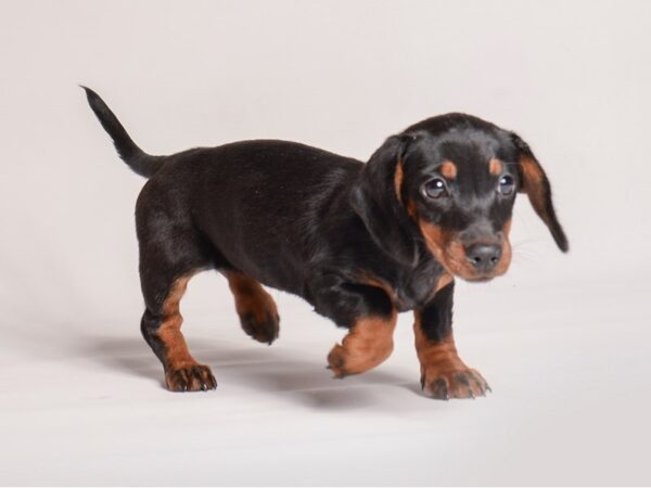 [#20490] Blk & Tn Female Dachshund Puppies for Sale