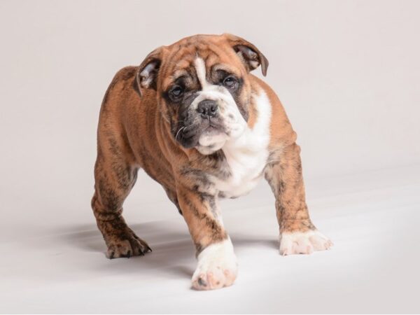 [#20496] Red Brindle Female Bulldog Puppies for Sale