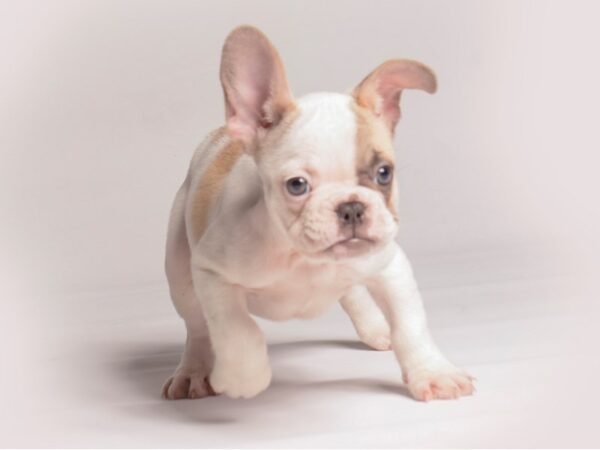 [#20497] Fawn Female French Bulldog Puppies for Sale