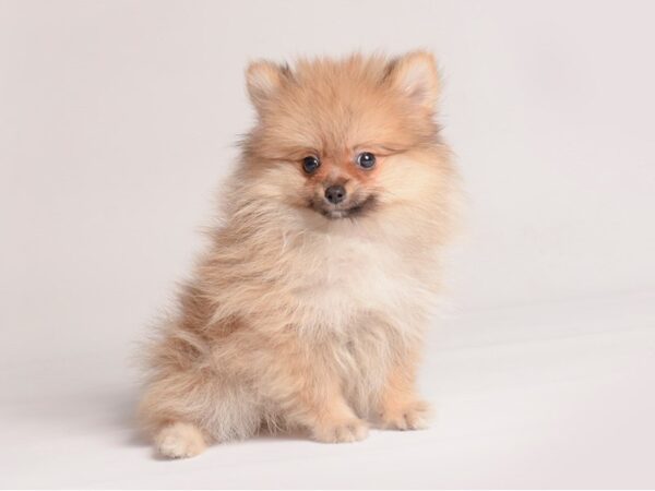 Pomeranian Dog Female Orange 20498 Petland Topeka, Kansas