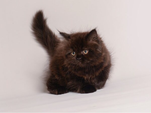 [#20499] Black Female Persian Kittens for Sale