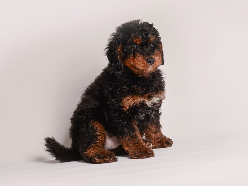 Bernedoodle Mini 2nd Gen - 20500 Image #1