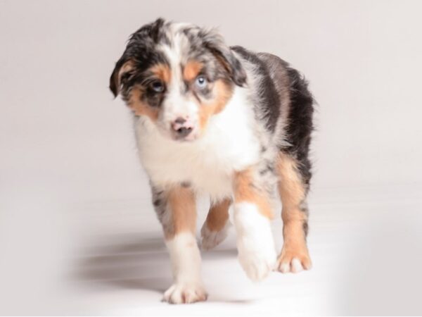 Australian Shepherd Dog Male Blue Merle 20503 Petland Topeka, Kansas