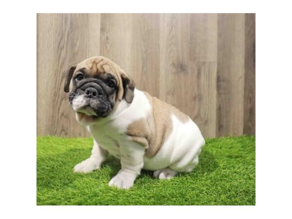 [#20532] Bronze Male Bulldog Puppies for Sale