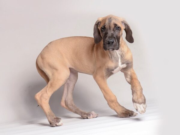 [#20514] Fawn Female Great Dane Puppies for Sale