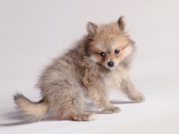 [#20512] Sable Female Pomsky 2nd Gen Puppies for Sale