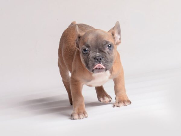 [#20511] Blue Fawn Female French Bulldog Puppies for Sale