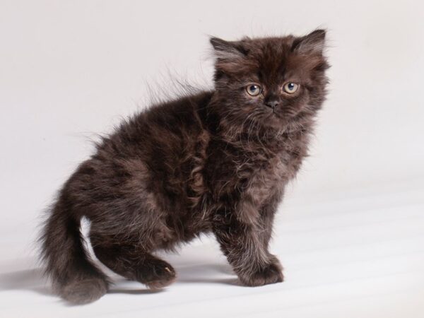 [#20509] Black Male Persian Kittens for Sale